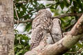 Great Potoo Nyctibius grandis