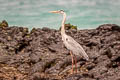 Great Blue Heron Ardea herodias cognata 