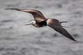 Great Frigatebird Fregata minor ridgwayi 