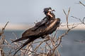 Great Frigatebird Fregata minor ridgwayi 