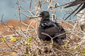 Great Frigatebird Fregata minor ridgwayi 