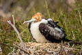 Great Frigatebird Fregata minor ridgwayi 