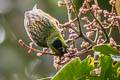 Flame-faced Tanager Tangara parzudakii lunigera