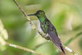 Green-crowned Brilliant Heliodoxa jacula jamersoni