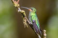 Green-crowned Brilliant Heliodoxa jacula jamersoni