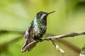 Green Thorntail Discosura conversii