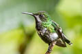 Green Thorntail Discosura conversii