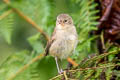 Green Warbler-Finch Certhidea olivacea