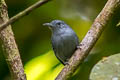 Grey Antwren Myrmotherula menetriesii pallida