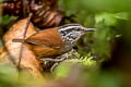 Grey-breasted Wood Wren Henicorhina leucophrys brunneiceps