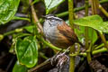 Grey-breasted Wood Wren Henicorhina leucophrys leucophrys