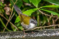 Grey-browed Brushfinch Arremon assimilis assimilis