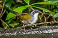 Grey-browed Brushfinch Arremon assimilis assimilis