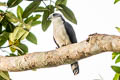 Grey-headed Kite Leptodon cayanensis