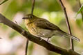 Grey-tailed Piha Snowornis subalaris