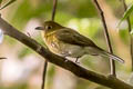 Grey-tailed Piha Snowornis subalaris