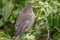 Grey Warbler-Finch Certhidea fusca cinerascens