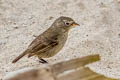 Grey Warbler-Finch Certhidea fusca mentalis 