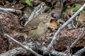 Grey Warbler-Finch Certhidea fusca mentalis 