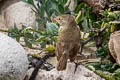 Grey Warbler-Finch Certhidea fusca mentalis 