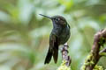 Hoary Puffleg Haplophaedia lugens