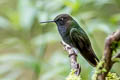 Hoary Puffleg Haplophaedia lugens