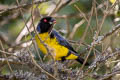 Hooded Mountain Tanager Buthraupis montana cucullata