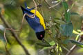 Hooded Mountain Tanager Buthraupis montana cucullata