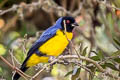 Hooded Mountain Tanager Buthraupis montana cucullata