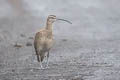 Hudsonian Whimbrel Numenius hudsonicus rufiventris