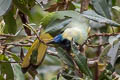 Inca Jay Cyanocorax yncas yncas