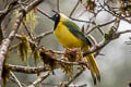 Inca Jay Cyanocorax yncas yncas