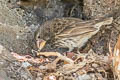 Large Ground Finch Geospiza magnirostris magnirostris