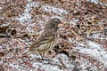 Large Ground Finch Geospiza magnirostris magnirostris