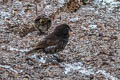 Large Ground Finch Geospiza magnirostris magnirostris