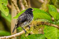 Large Tree Finch Camarhynchus psittacula affinis