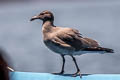 Lava Gull Leucophaeus fuliginosus