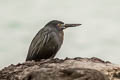 Lava Heron Butorides sundevalli (Galapagos Heron)