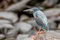 Lava Heron Butorides sundevalli (Galapagos Heron)