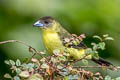 Leon-rumped Tanager Ramphocelus icteronotus