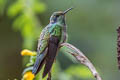 Lesser Violetear Colibri cyanotus cyanotus