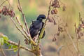 Long-wattled Umbrellabird Cephalopterus penduliger