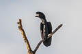 Long-wattled Umbrellabird Cephalopterus penduliger