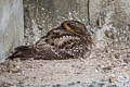 Lyre-tailed Nightjar Uropsalis lyra lyra