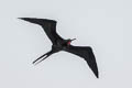 Magnificent Frigatebird Fregata magnificens