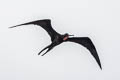 Magnificent Frigatebird Fregata magnificens