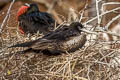 Magnificent Frigatebird Fregata magnificens