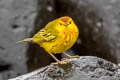 Mangrove Warbler Setophaga petechia aureola