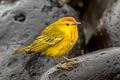 Mangrove Warbler Setophaga petechia aureola