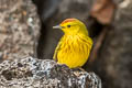 Mangrove Warbler Setophaga petechia aureola